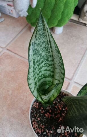 Сансевиерия Каспер, Ева, Муншайн