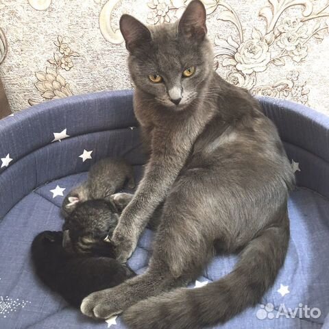 Отдам котят (помесь британца)