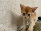 Абиссинский котенок объявление продам
