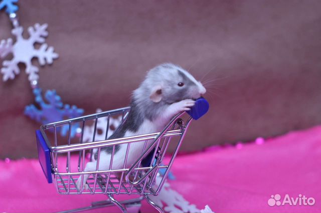 Декоративные крысы, крысята из питомника