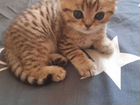 Шотланский кот вязка объявление продам