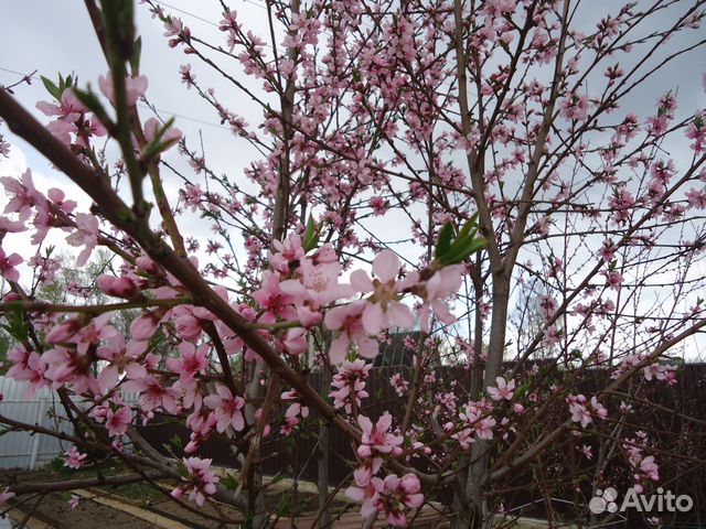 Саженцы персика