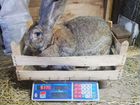 Кролики Фландр 3 мес объявление продам
