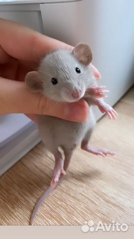 Крыса, крысята Дамбо. Доставка