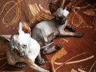 Котята канадский сфинкс котята рождены 10.11.2021г объявление продам