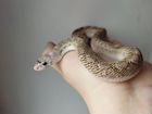 Змея бычья домовая кп Эублефар геккон отправка