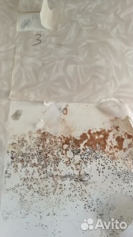 Удаление Плесени Грибка Экспертиза