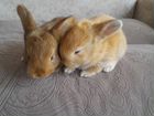 Кролик зайцевидный объявление продам
