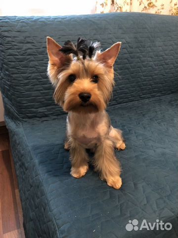 Случка собак