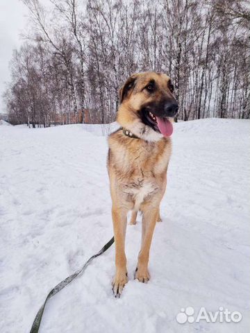 Собака в добрые руки из приюта бесплатно