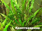 Аквариумные растения, Растения для аквариума объявление продам