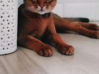 Аббисинский кот вязка объявление продам