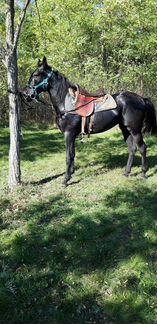 Лошадь русско рысистая - фотография № 3