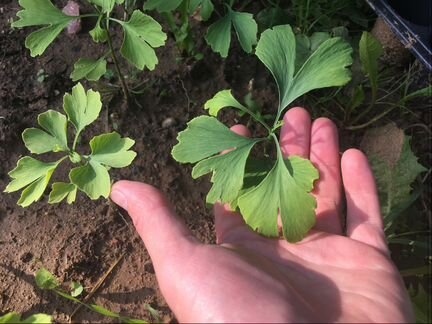 Гинкго двулопастный саженцы