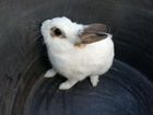 Декоративный кролик бесплатно объявление продам
