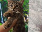 Сибирская кошка бесплатно кот объявление продам