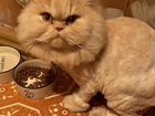 Персидский кот в добрые руки объявление продам