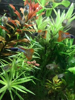 Гуппи чистые линии, Меченосцы, Сомики, Креветки
