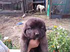 Кавказская овчарка продажа щенков объявление продам