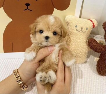 Семейная фотосессия с щенком мальтипу