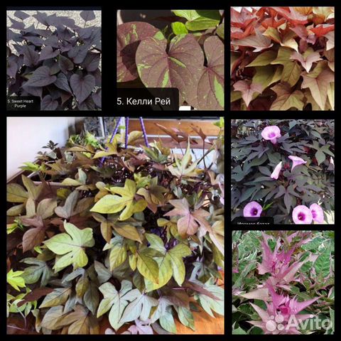 Ипомея батат, Хауттюйния, Альтернантера