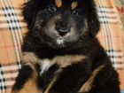Тибетский мастиф щенок Балма