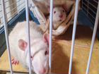 Крысы с клеткой