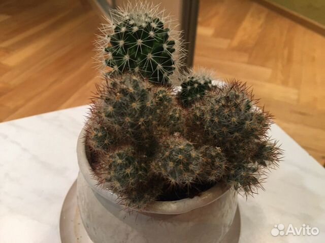 Кактус маммилярия