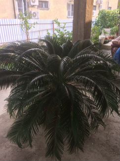 Пальма саговая