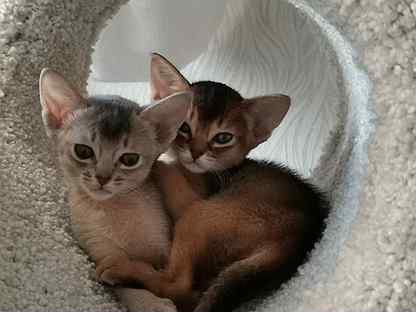 Абиссинская Кошка Фото И Цена Авито