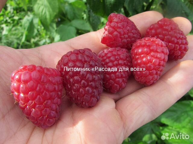 Cаженцы малины. Питомник. Гарантия сортности