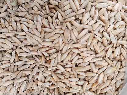 Зерно пшеница, ячмень, рожь, кукуруза, отруби