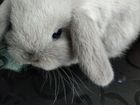 Декоратиивные - карликовые вислоухие кролики объявление продам