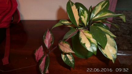 Хойя Триколор