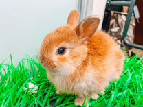 Карликовый кролик - мини 300 грамм