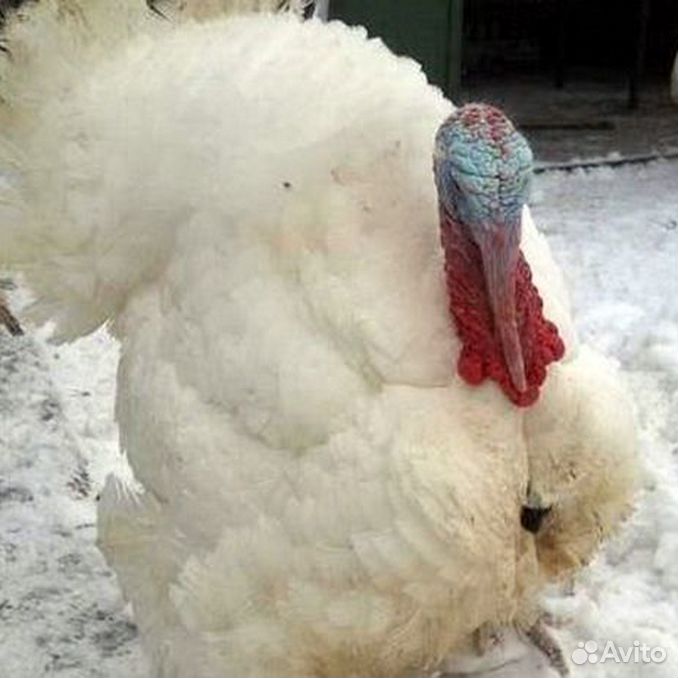 Bourbon Red Turkey breeds, Bourbon red turkey, Raising turkeys