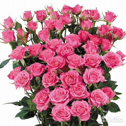 Роза Кустовая Ярко-Розовая (60 см.)