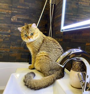 Кот на вязку. Шотландец тикированное золото
