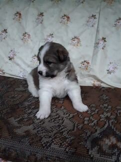 Щеночки дворняжки в дар