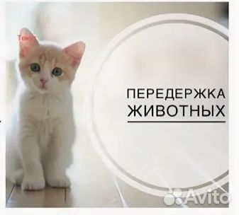 Передержка кошек