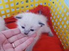 Сиамский котенок девочка объявление продам