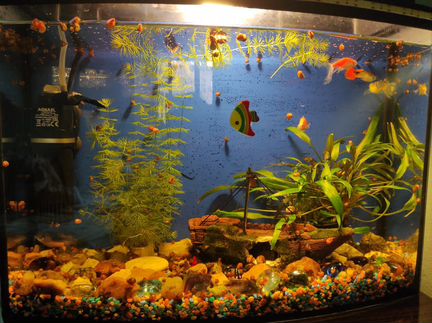 Улитки аквариумные