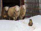 Овцы бараны ягнята на мясо и на развод объявление продам