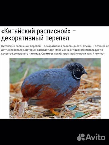 Китайские расписные петушков-красавцев