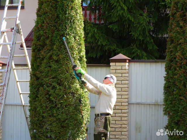 Обрезка деревьев, винограда. Стрижка туи. Опрыскив