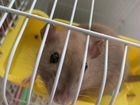 Крысы с клеткой бесплатно объявление продам
