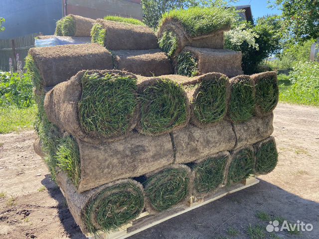 Рулонный газон