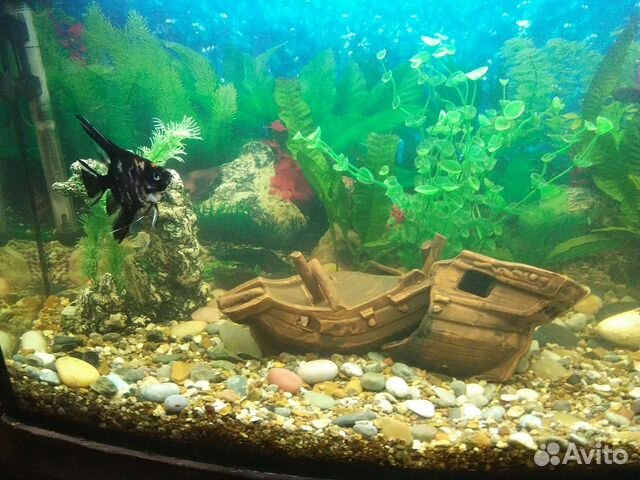Аквариумы от 200 литров