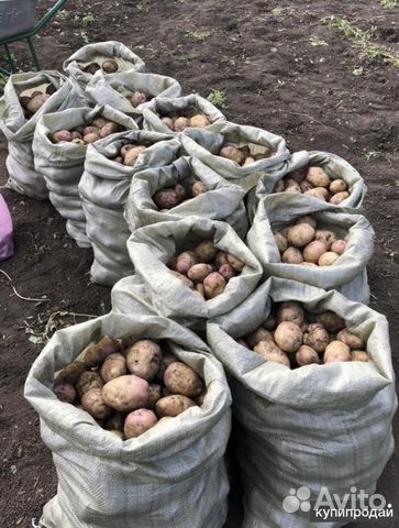 Картошка мешками на дом