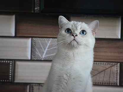 Котик с синими глазами